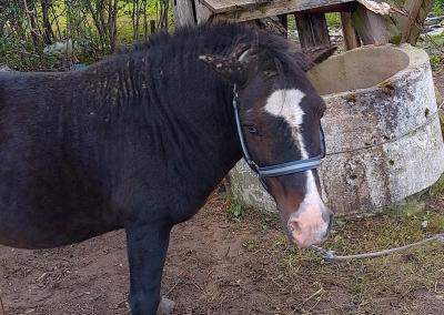 Ponis. VMVT nuotr.