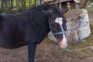 Ponis. VMVT nuotr.