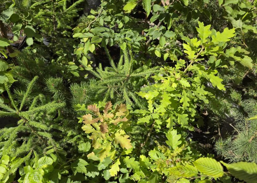 Aplinkos ministerijos nuotr. 