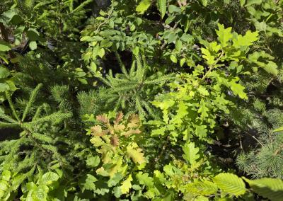 Aplinkos ministerijos nuotr.