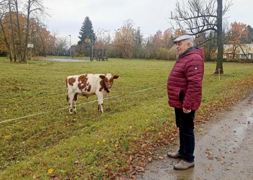Širvėnos seniūnijos seniūnas Saulius Eigirdas, sureagavęs į anoniminį skundą dėl viešosiose erdvėse ganomų gyvulių, nustatė, kad dalis teritorijos, kurią užsitvėrė ūkininkas, priklauso seniūnijai. Biržiečių žodis nuotr. 