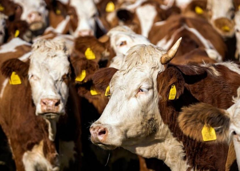 Asociatyvi nuotr. Pieno ūkis nuotr. 