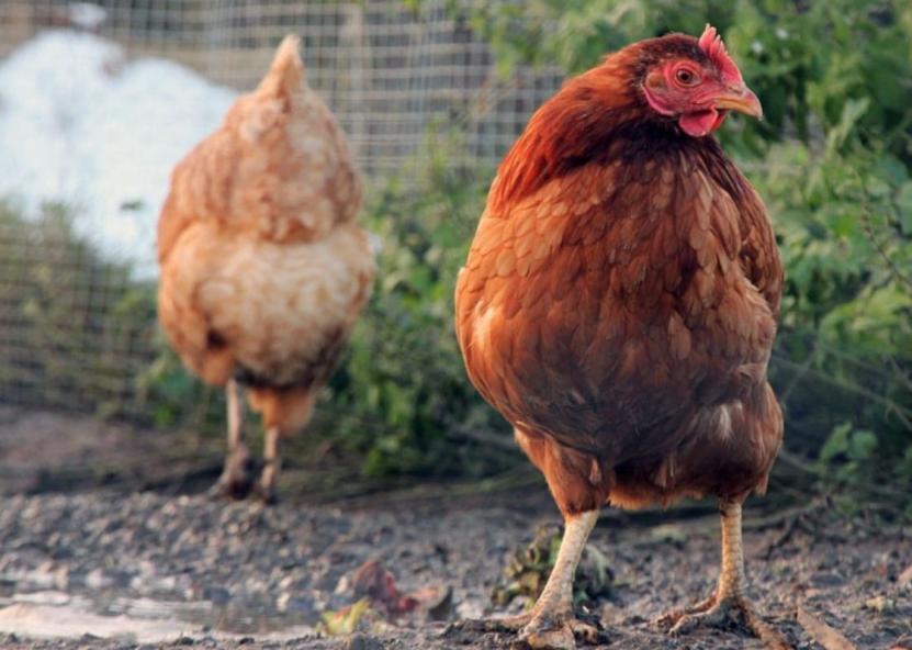 Asociatyvi nuotr. Dzūkų žinios nuotr. 