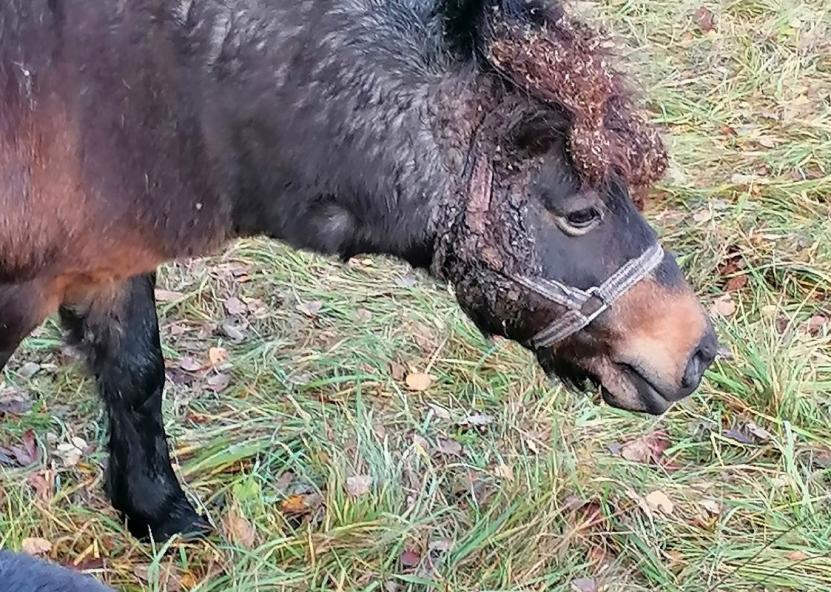 Įvykio nuotr. VMVT nuotr. 