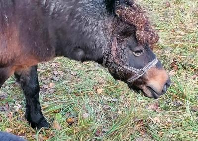 Įvykio nuotr. VMVT nuotr.