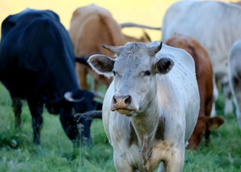 Asociatyvi nuotr. Pieno ūkis nuotr. 