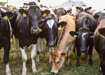 Asociatyvi nuotr. Pieno ūkis nuotr.