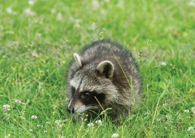 Paprastasis meškėnas. S. Paltanavičiaus nuotrauka.