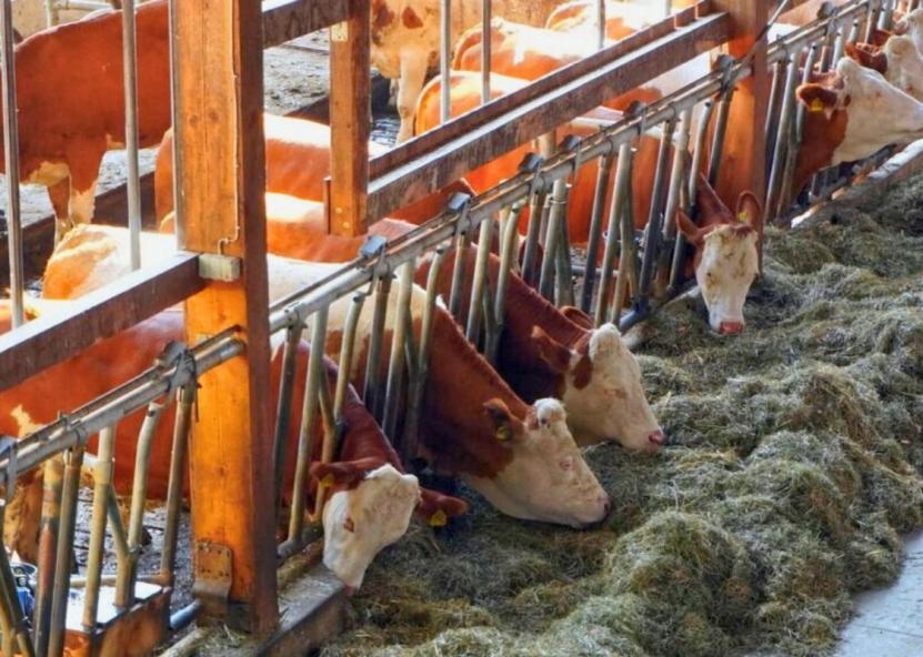 Asociatyvi nuotr. Pieno ūkis nuotr. 