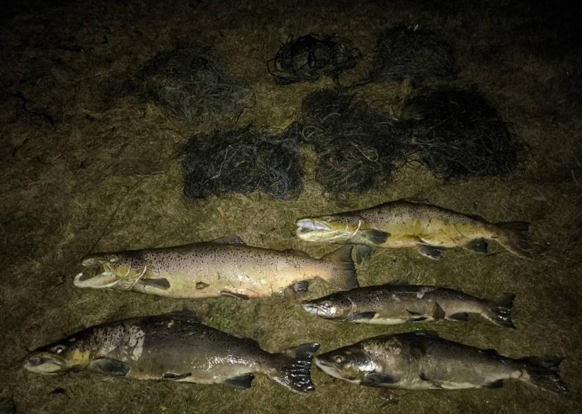 Lašišos. AM nuotr. 