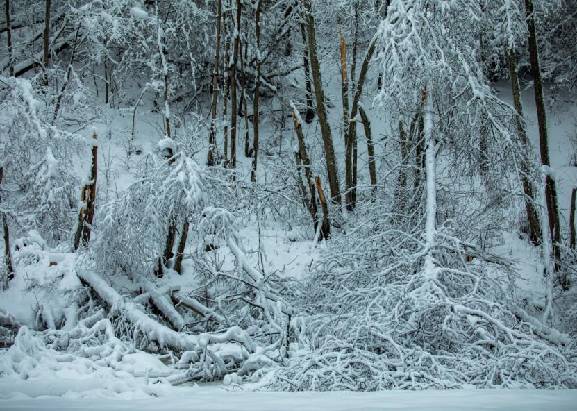 Sniegas miške. AM nuotr. 