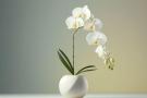 Orchidėja. Žinoti.lt nuotr.