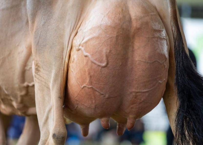 Asociatyvi nuotr. Pieno ūkis nuotr. 