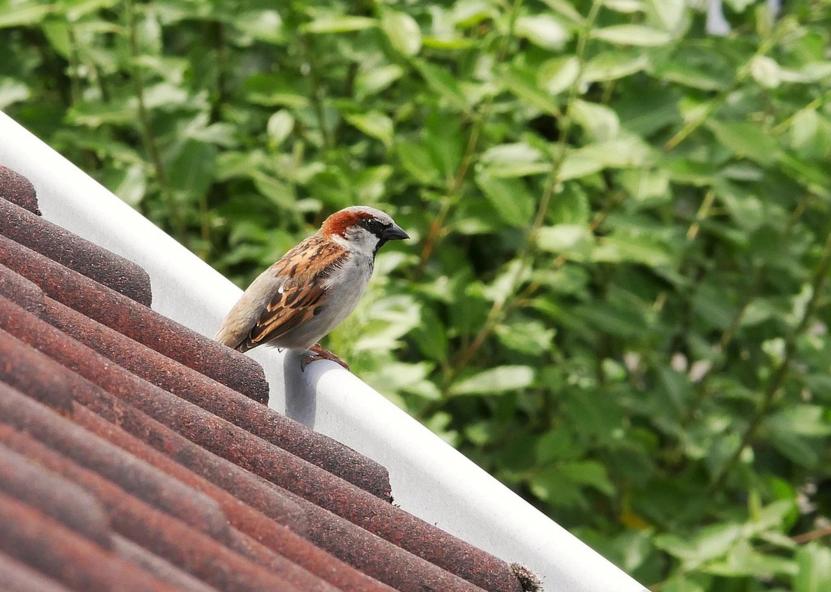 Aplinkos ministerijos nuotr. 