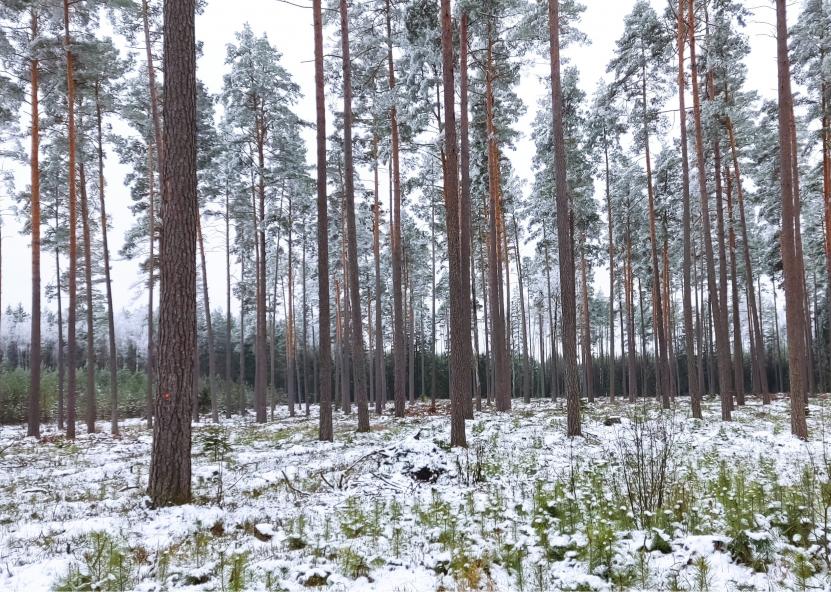 Pušys žiemą. VMT nuotr. 