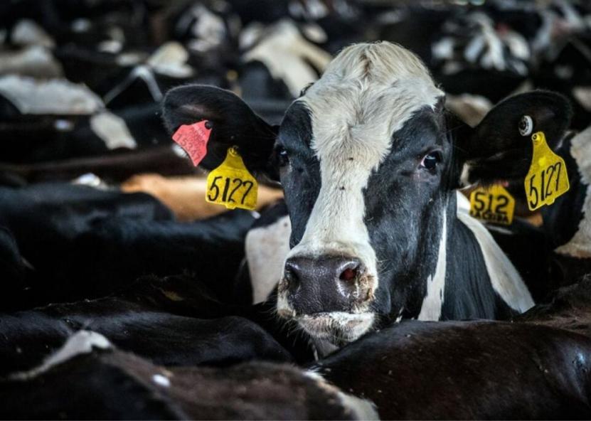 Asociatyvi nuotr. Pieno ūkis nuotr. 