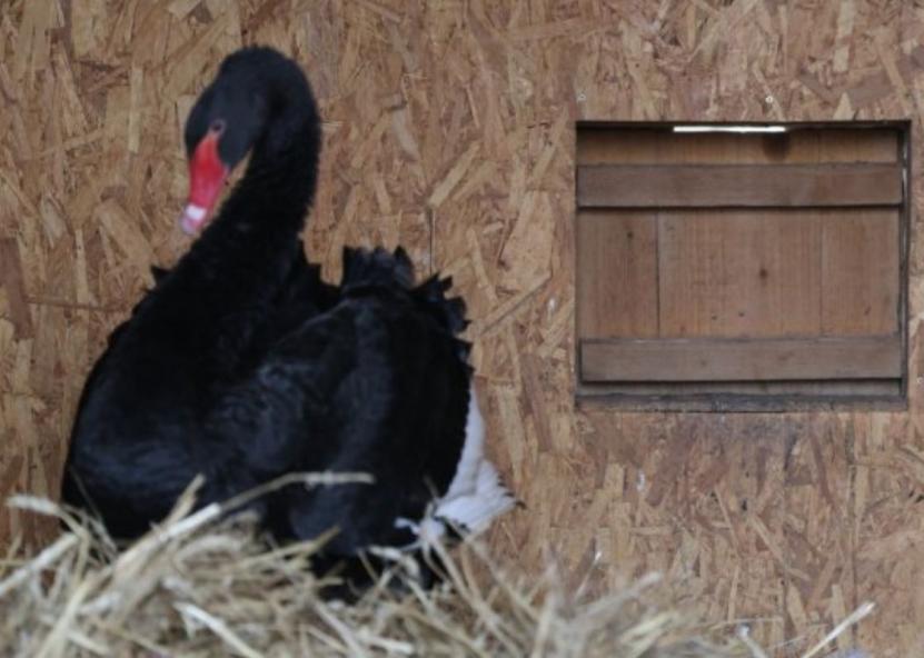 Į „Dapkų ūkį“ peržiemoti Lita atvyko viena. B. Dapkienės nuotr. 