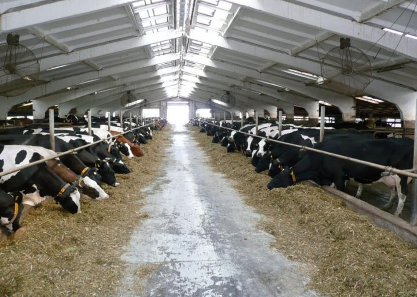 Asociatyvi nuotr. Pieno ūkis nuotr. 