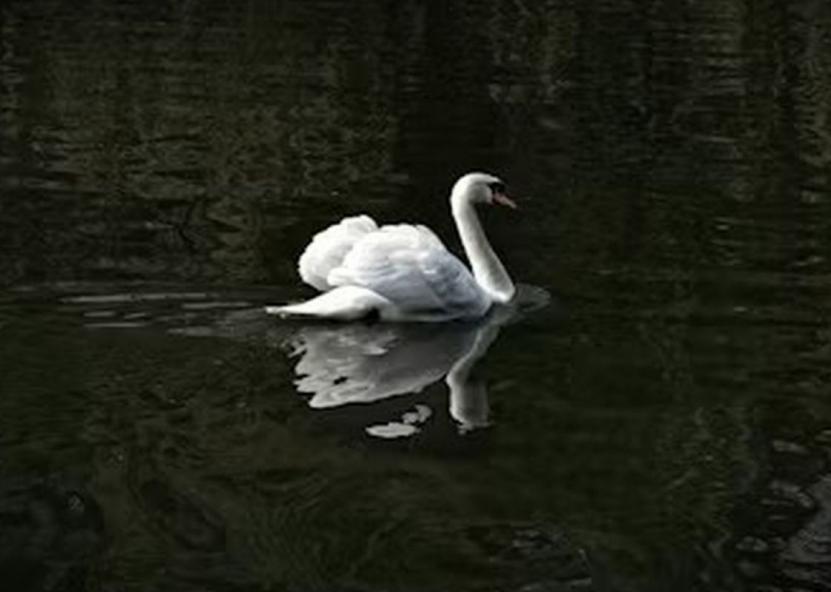 Asociatyvi nuotr. VMVT nuotr. 