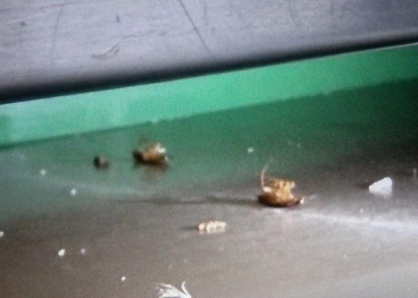 Įvykio nuotr. VMVT nuotr. 