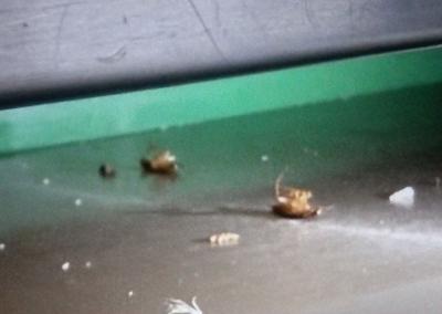 Įvykio nuotr. VMVT nuotr.