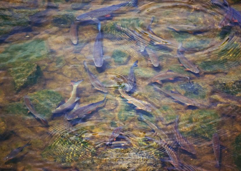 Aplinkos ministerijos nuotr. 