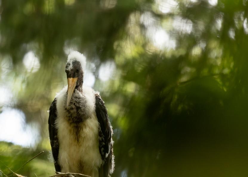 Juodasis gandras. Eglės Sukackienės nuotrauka. 