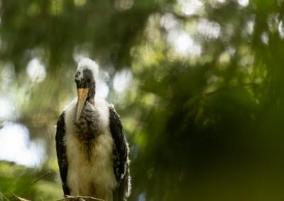 Juodasis gandras. Eglės Sukackienės nuotrauka.