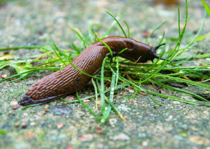 Aplinkos ministerijos nuotr. 