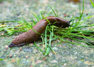 Aplinkos ministerijos nuotr.