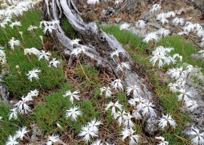 Cikamavo draustinis. AM nuotr