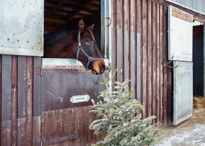 Su namus beveik mėnesį puošusiomis eglutėmis galima atsisveikinti ir kitaip – jas nuvežant į netoli Panevėžio esantį Molainių žirgyną. Jūsų Panevėžys nuotr. 
