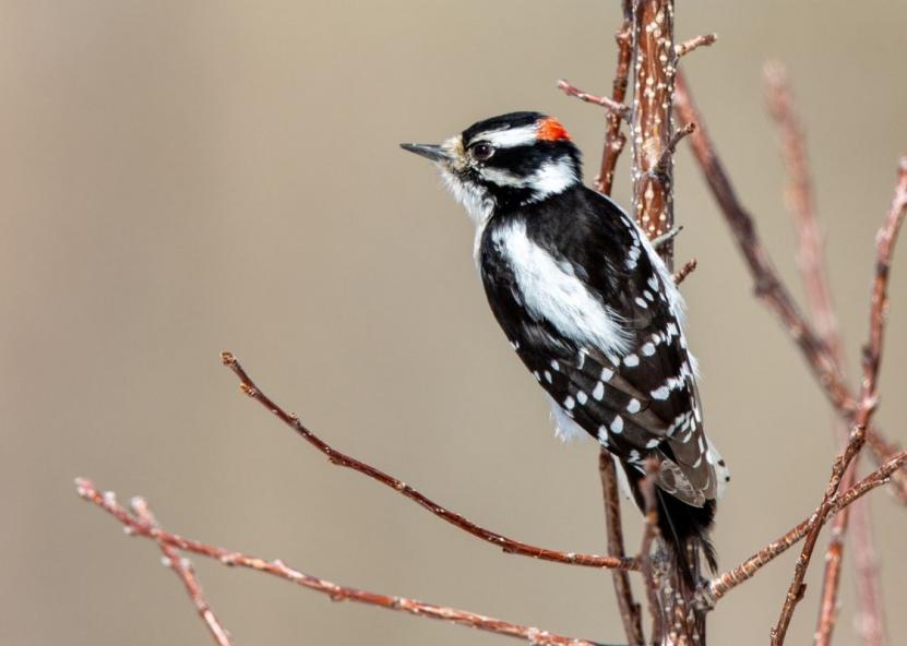 Asociatyvi nuotr. Canva nuotr. 