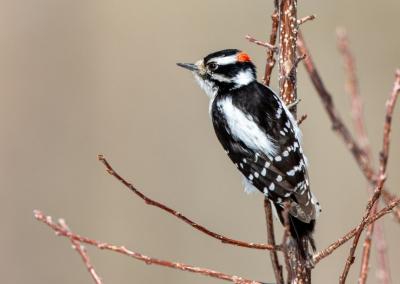 Asociatyvi nuotr. Canva nuotr.