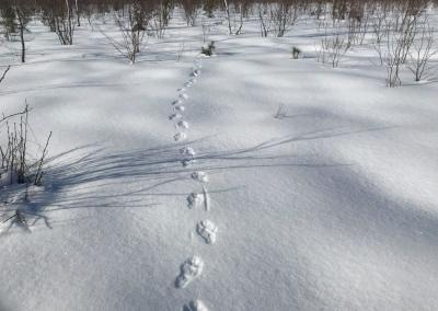 Norint tiksliai identifikuoti gyvūną pagal jo paliktus pėdsakus, svarbu atkreipti dėmesį į kelis pagrindinius kriterijus. Anykšta nuotr.