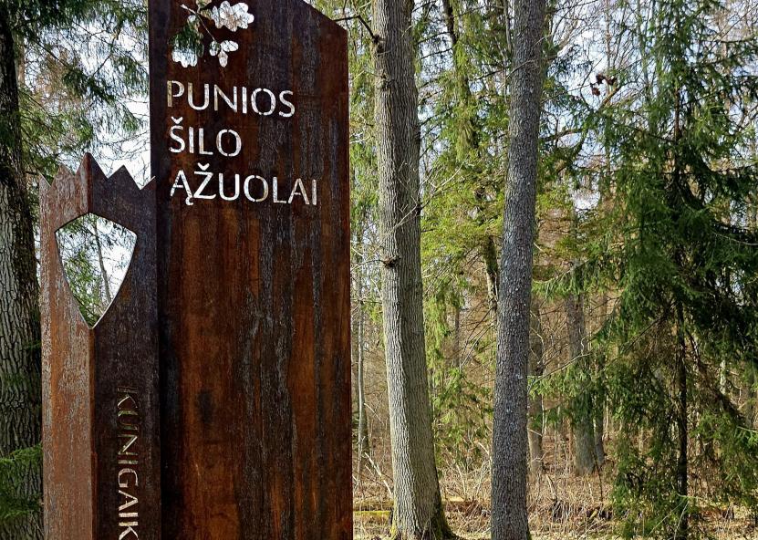 Punios šilas.AM nuotr 