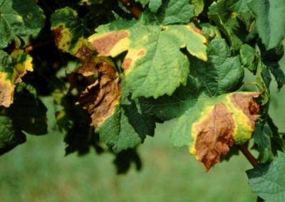 Jungtinėje Karalystėje plečiama bakterijos Xylella fastidiosa kontrolė. VAT nuotr.