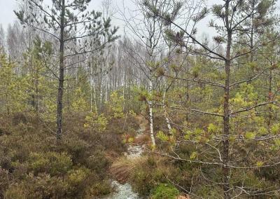 Valstybinių miškų urėdijos nuotr.