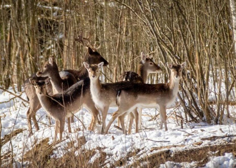 Stirnos. Rinkos aikštės nuotr. 