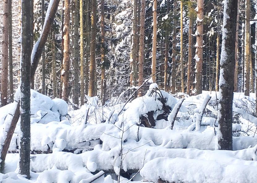 Kęstučio Grigaliūno nuotr. 