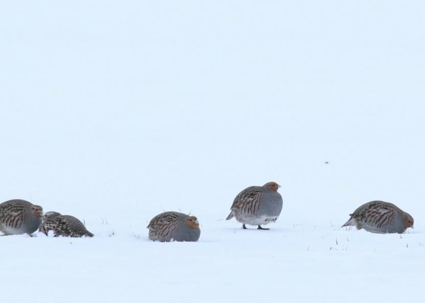 Kurapkos. VMU nuotr. 