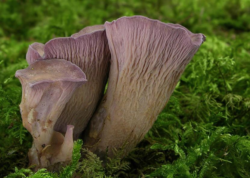 Didysis kuokas. AM nuotr. 