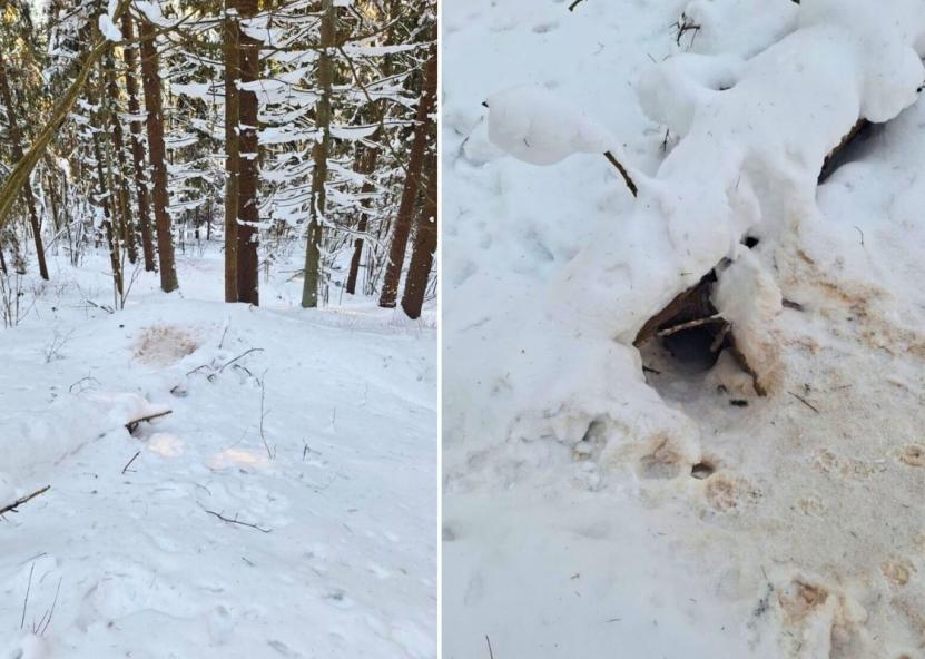 Šiemet Kalniškės miško barsukai elgėsi ne pagal įprastą scenarijų. Dinetos Babarskienės nuotr. 
