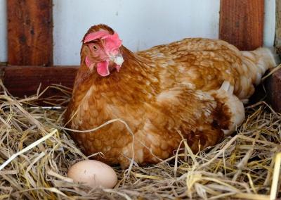 Asociatyvi nuotr. Canva nuotr.