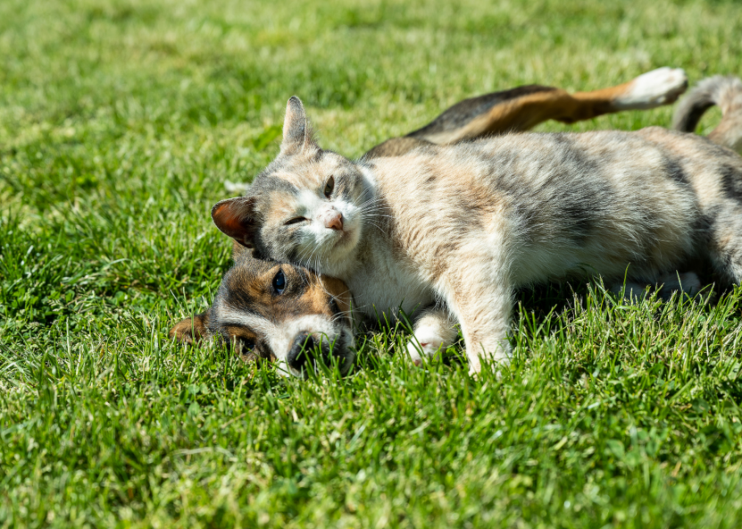 Aplinkos ministerijos nuotr. 