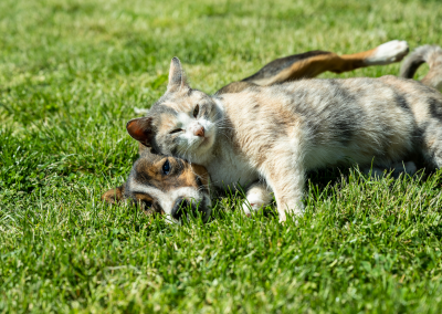 Aplinkos ministerijos nuotr.