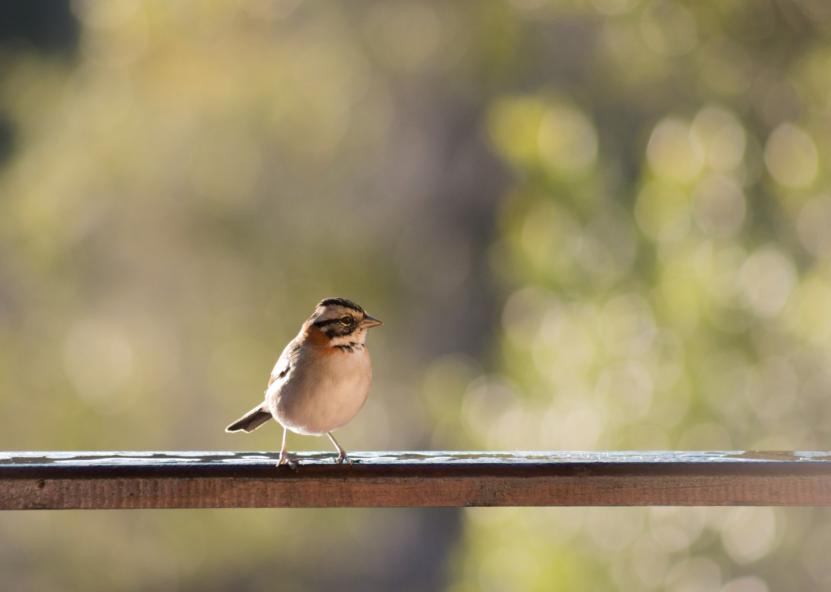 Aplinkos ministerijos nuotr. 
