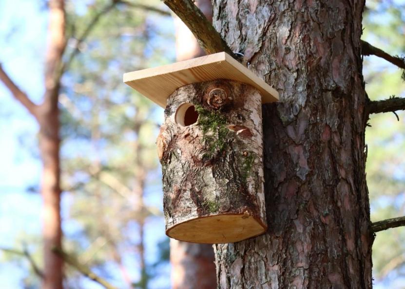 Asociatyvi nuotr. Valstybinės miškų urėdijos nuotr. 