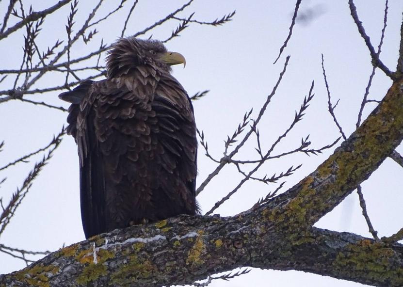 Dzūkų žinių nuotr. 