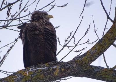 Dzūkų žinių nuotr.